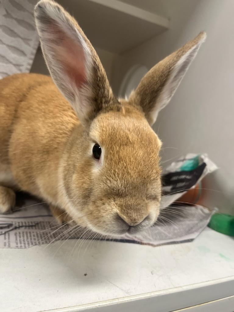 Sweet Potato (ID 50528/709), adopted, Young Female Bunny Rabbit.