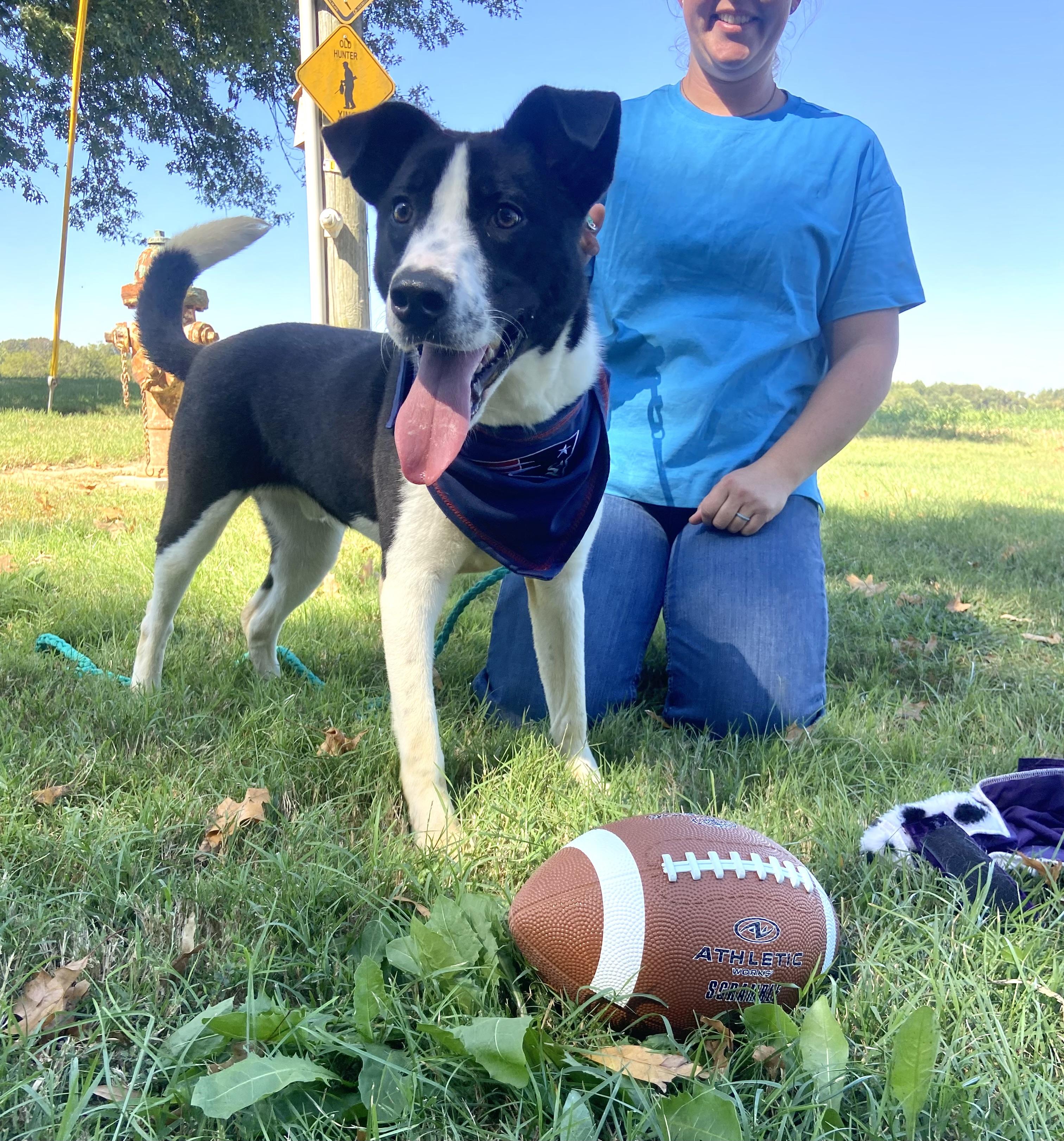 Enlarge Reggie Dolittle, a Adoptable mixed breed in Woburn, MA image 4/6