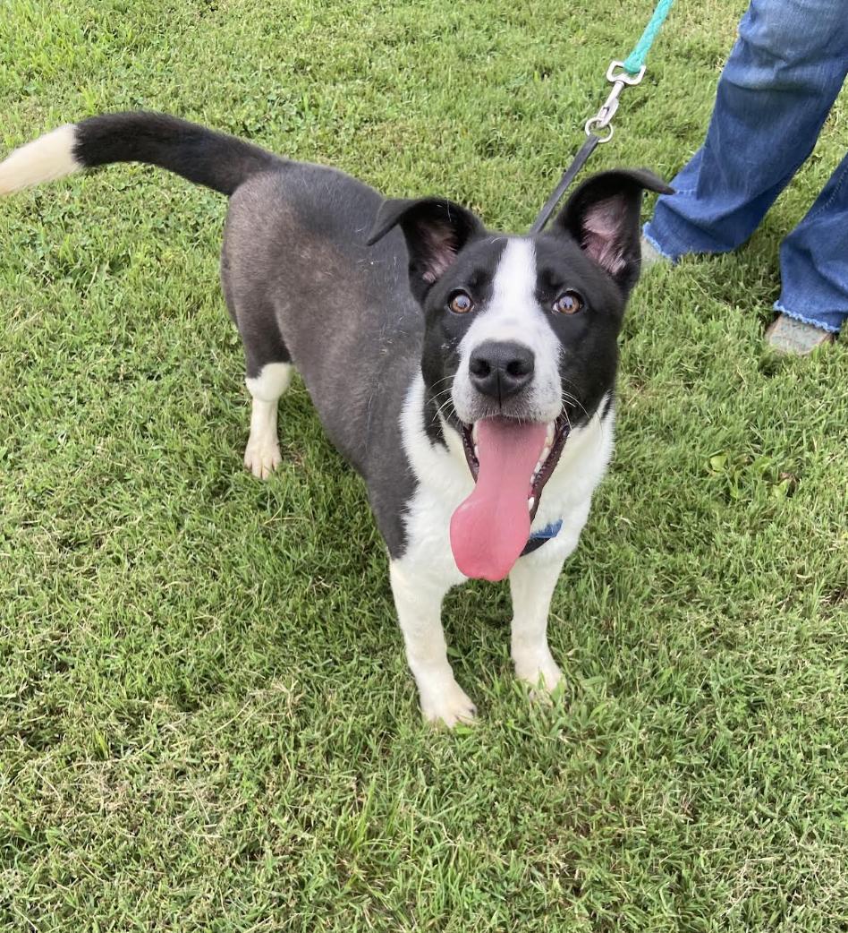 Enlarge Reggie Dolittle, a Adoptable mixed breed in Woburn, MA image 5/6