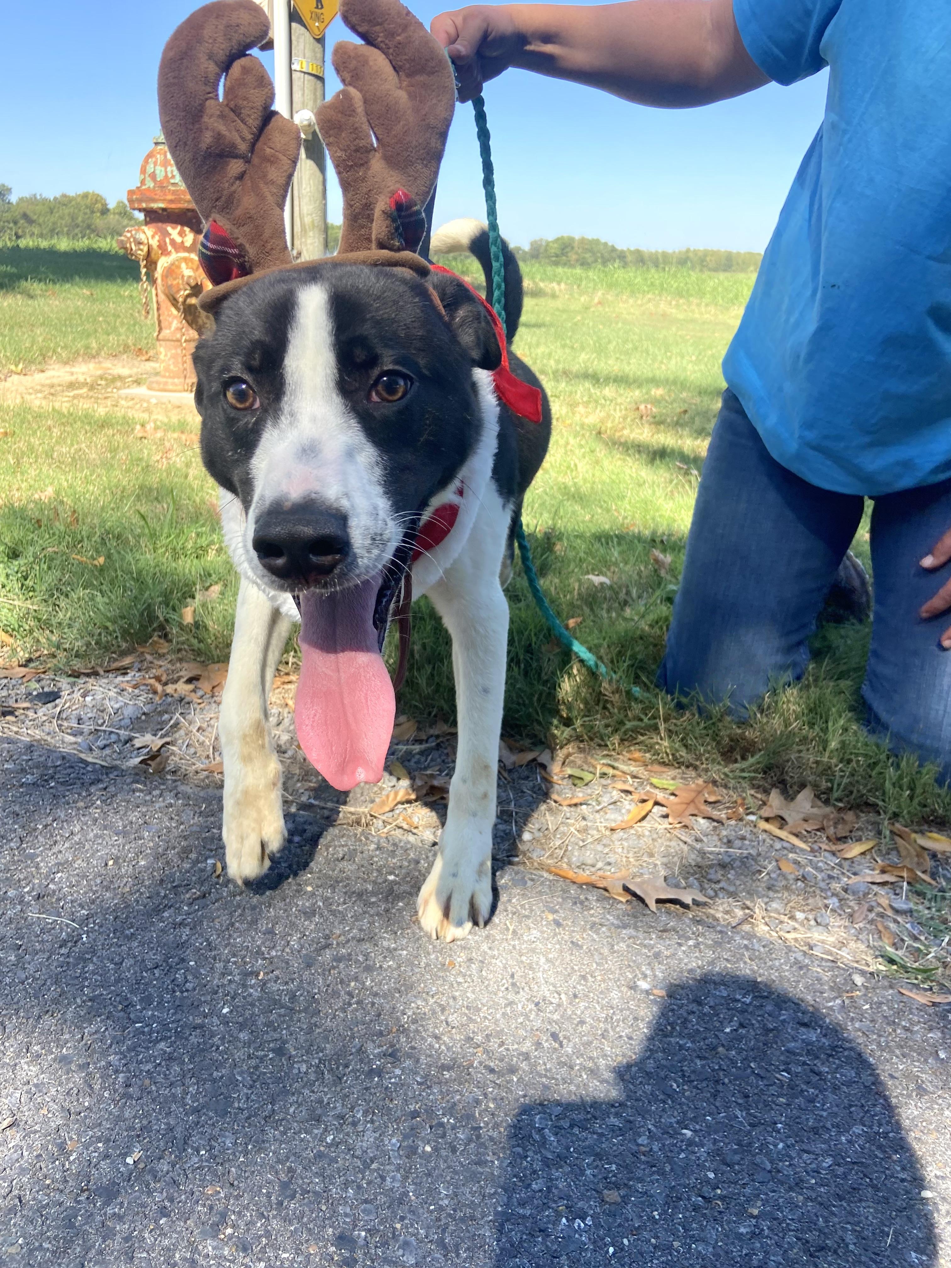Enlarge Reggie Dolittle, a Adoptable mixed breed in Woburn, MA image 3/6