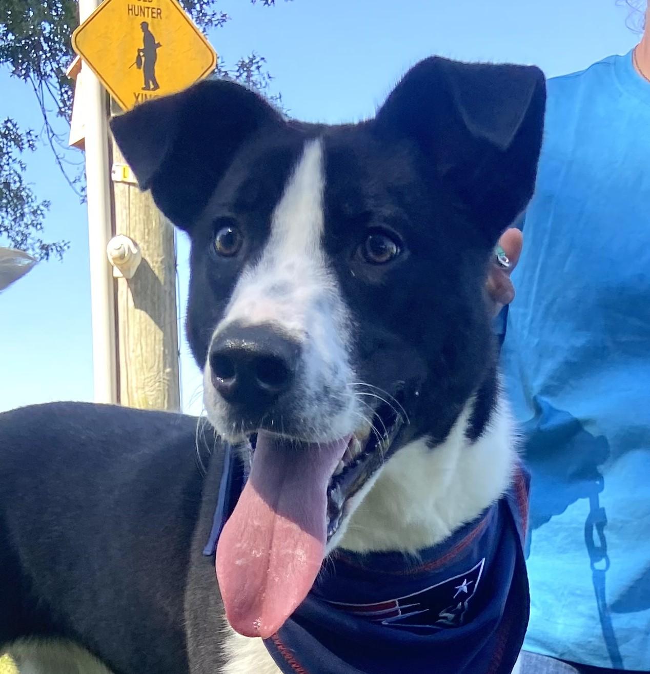 Enlarge Reggie Dolittle, a Adoptable mixed breed in Woburn, MA image 1/6