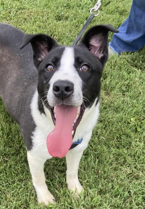 Enlarge Reggie Dolittle, a Adoptable mixed breed in Woburn, MA image 2/6