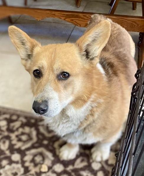 Finn, Adopted, Adult Male Pembroke Welsh Corgi.