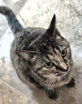 Enlarge Heavenly, an adopted Domestic Short Hair in Frederick, MD image 2/2