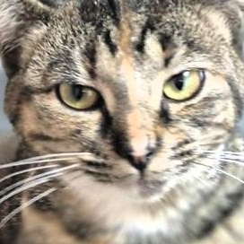 Enlarge Heavenly, an adopted Domestic Short Hair in Frederick, MD image 1/2