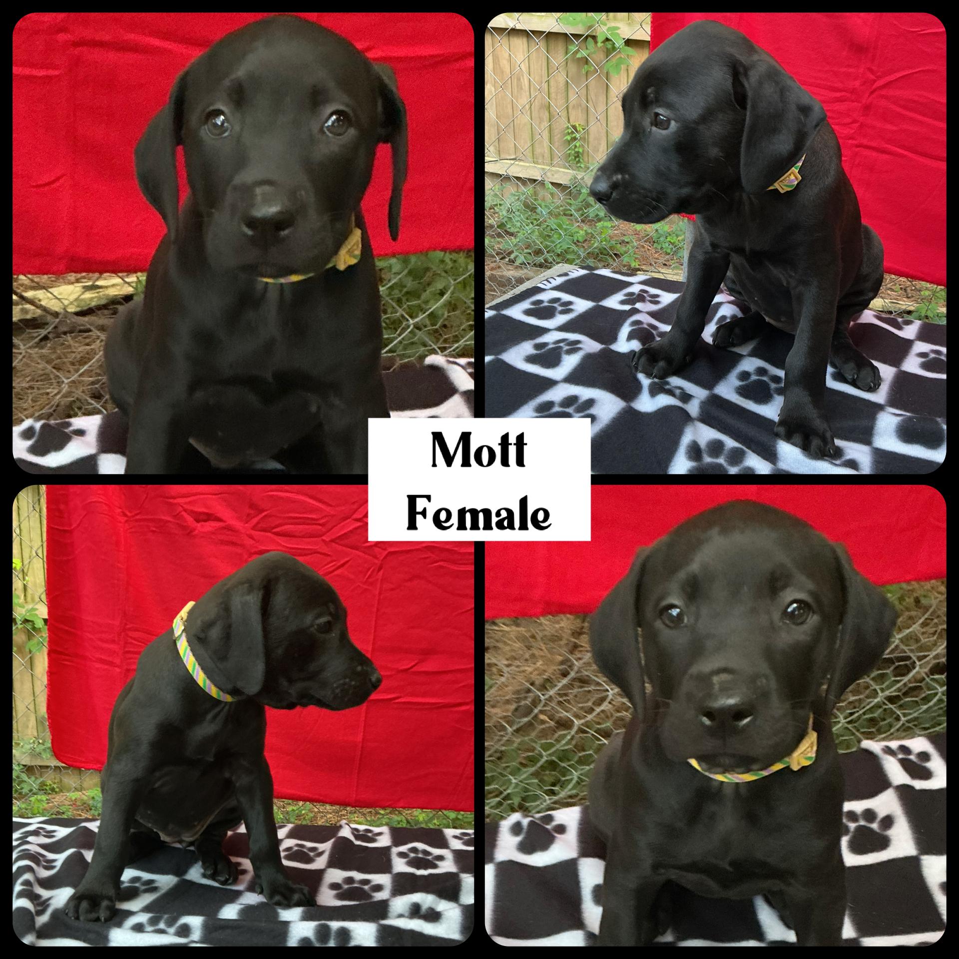 Enlarge Mott - "Duck" Litter, a ADOPTABLE mixed breed in Warrington, PA image 2/5