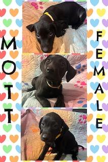 Enlarge Mott - "Duck" Litter, a ADOPTABLE mixed breed in Warrington, PA image 1/5
