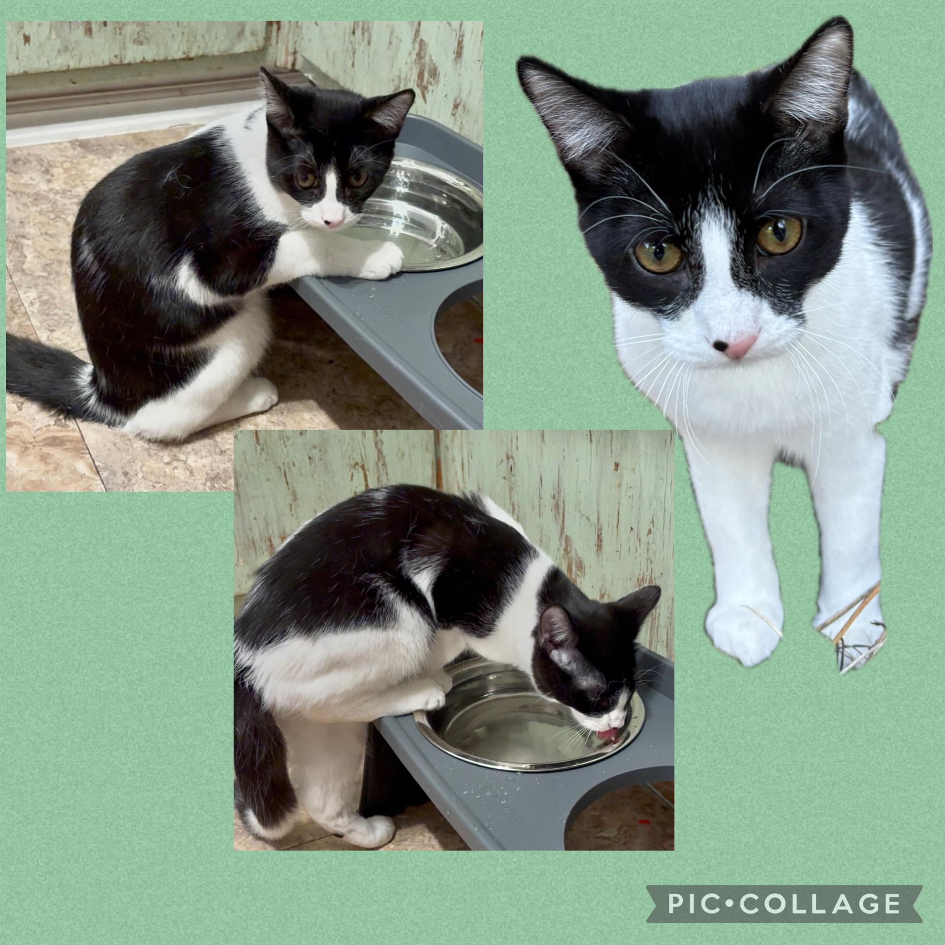 Stanley, a Adoptable Domestic Short Hair in La Canada, CA image 1/5