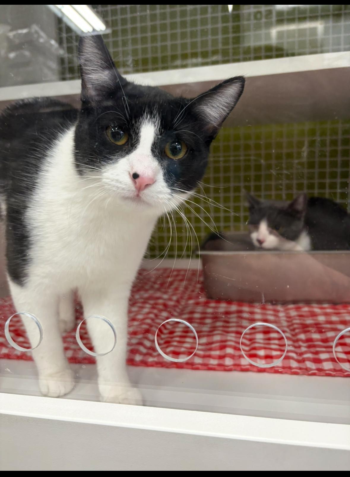 Stanley, a Adoptable Domestic Short Hair in La Canada, CA image 4/5