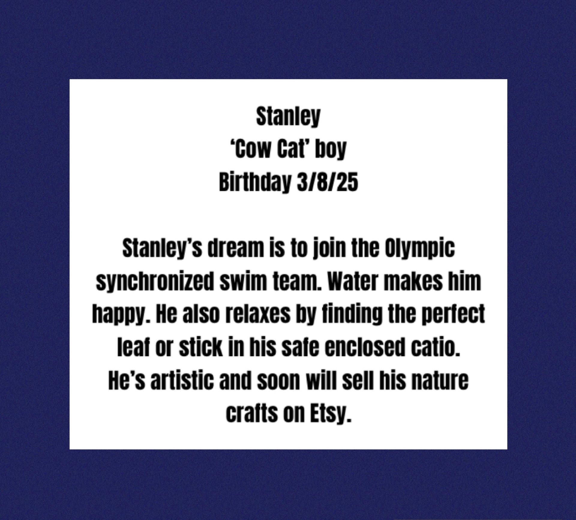 Stanley, a Adoptable Domestic Short Hair in La Canada, CA image 2/5