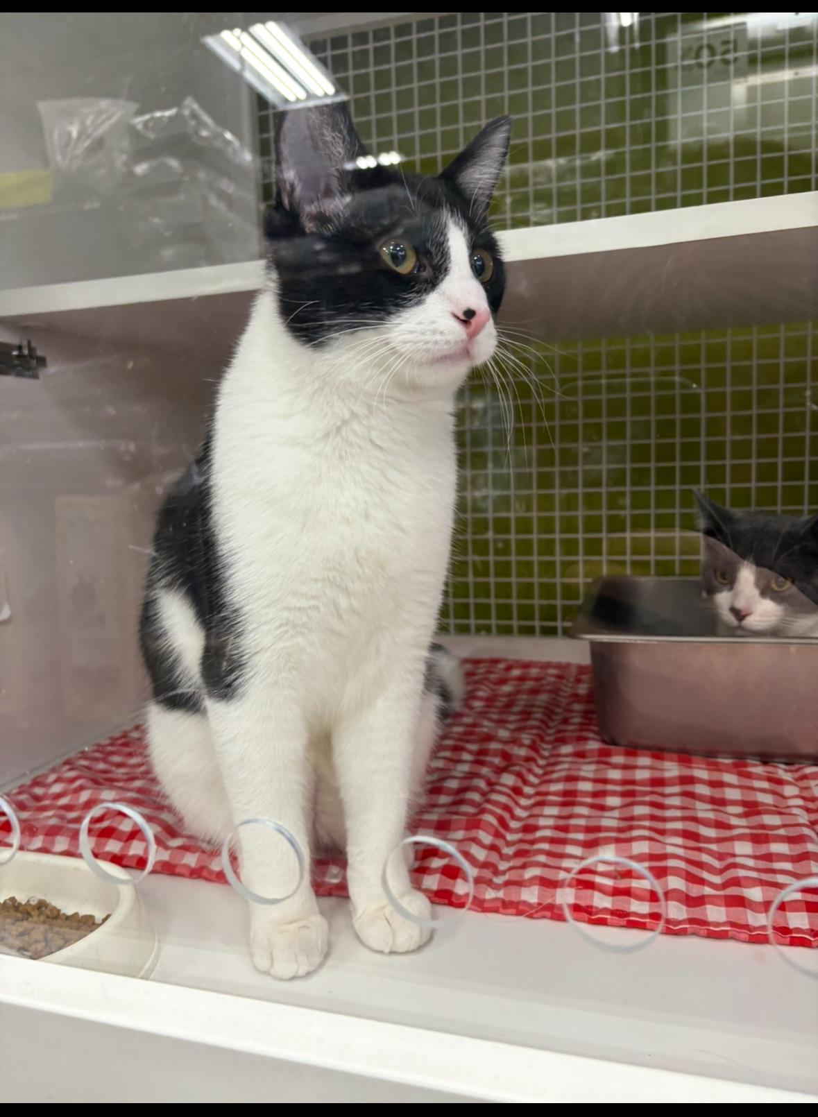 Stanley, a Adoptable Domestic Short Hair in La Canada, CA image 3/5