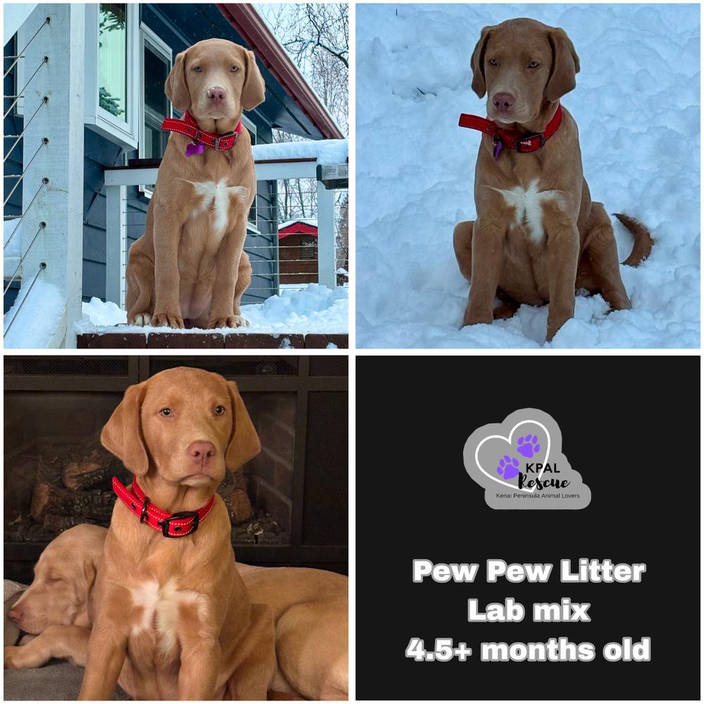 Enlarge Ammo - Pew Pew Litter, a Adopted Labrador Retriever in Kenai, AK image 1/1