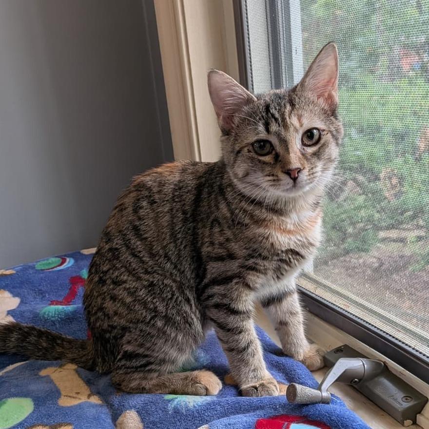 Meadow, Adoptable, Young Female Domestic Short Hair.