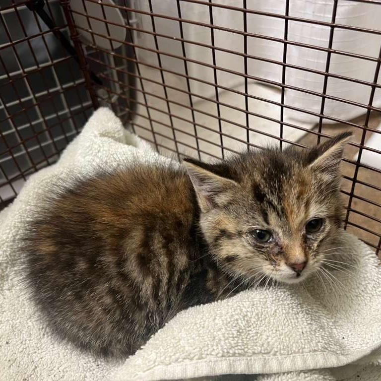 Enlarge Meadow, a Adoptable Domestic Short Hair in Winchester, VA image 3/3