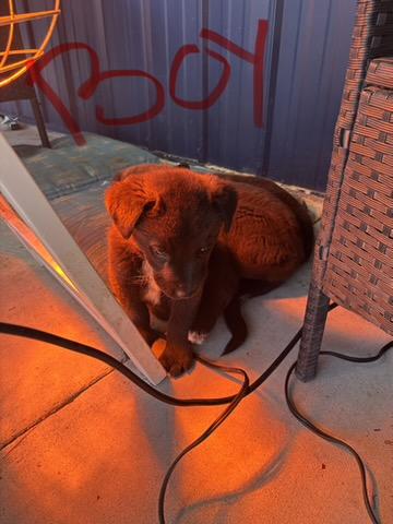 A053545, Adoptable, Puppy Male Labrador Retriever & Border Collie.