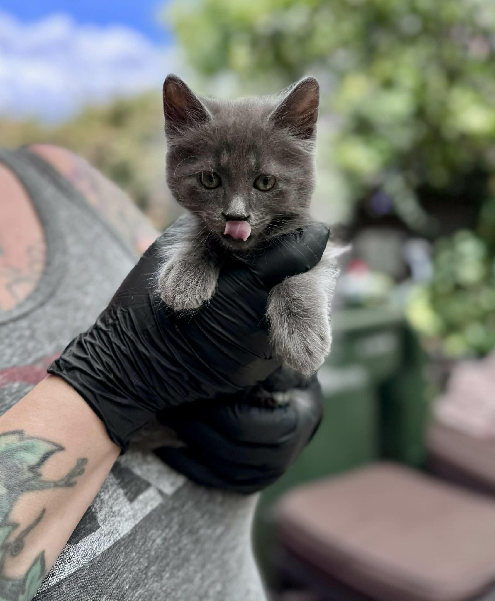Little Chefs - Gordon Ramsey, an adoptable mixed breed in Santa Clara, CA image 5/6