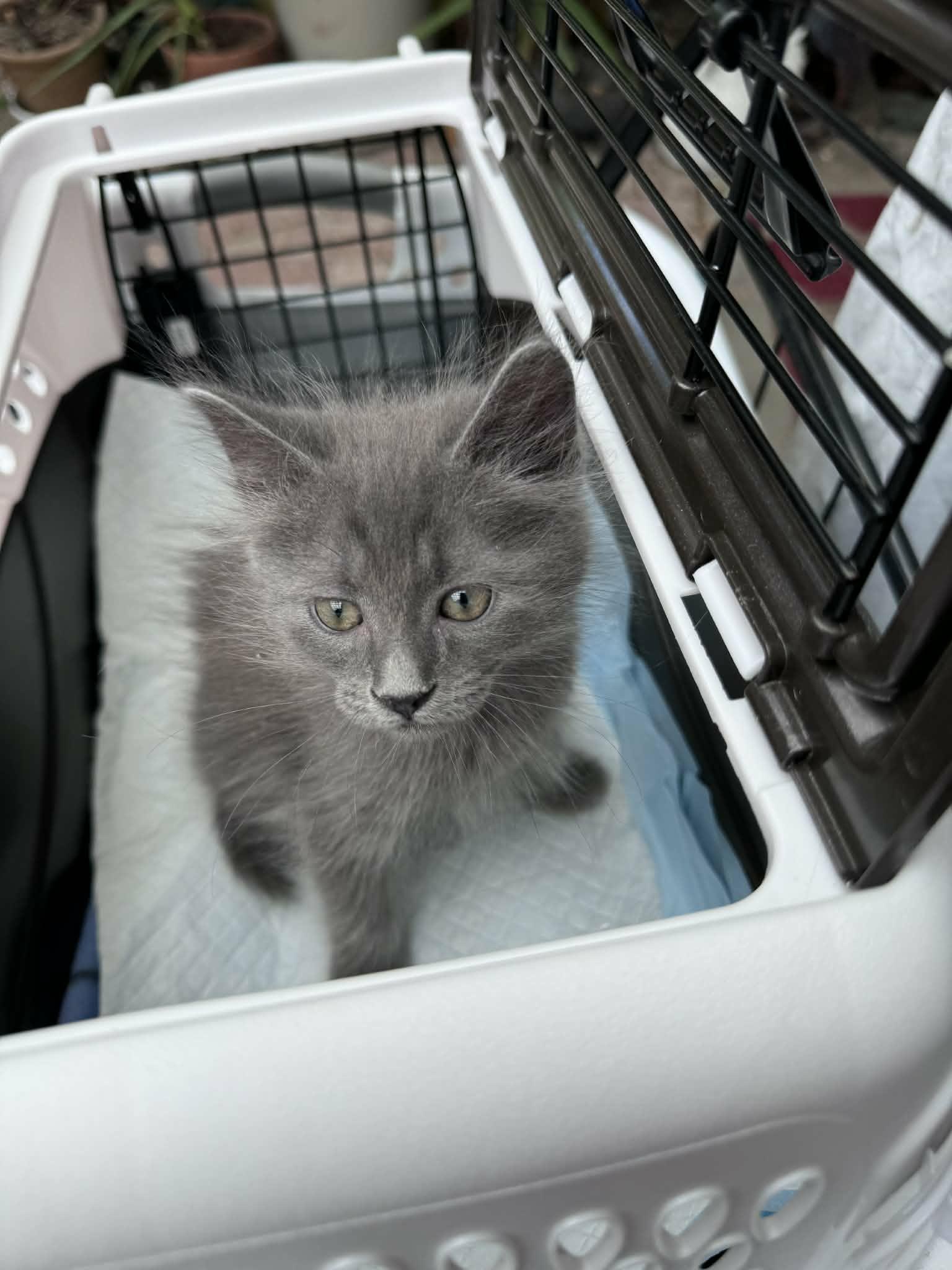 Little Chefs - Gordon Ramsey, an adoptable mixed breed in Santa Clara, CA image 6/6