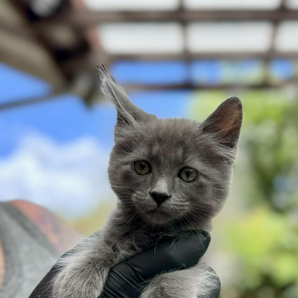 Little Chefs - Gordon Ramsey, adoptable, Kitten Male Domestic Medium Hair.