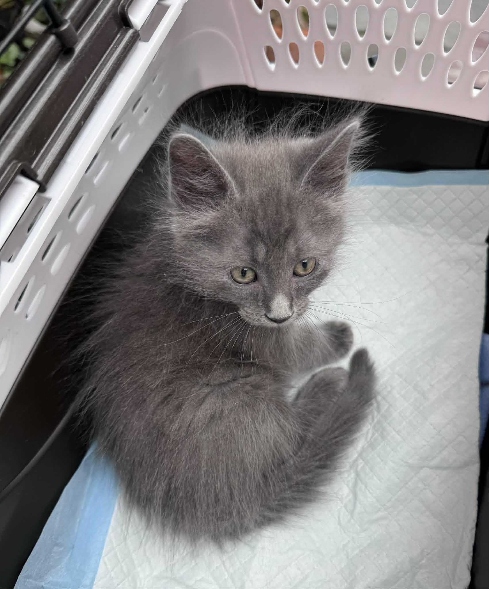 Little Chefs - Gordon Ramsey, an adoptable mixed breed in Santa Clara, CA image 3/6