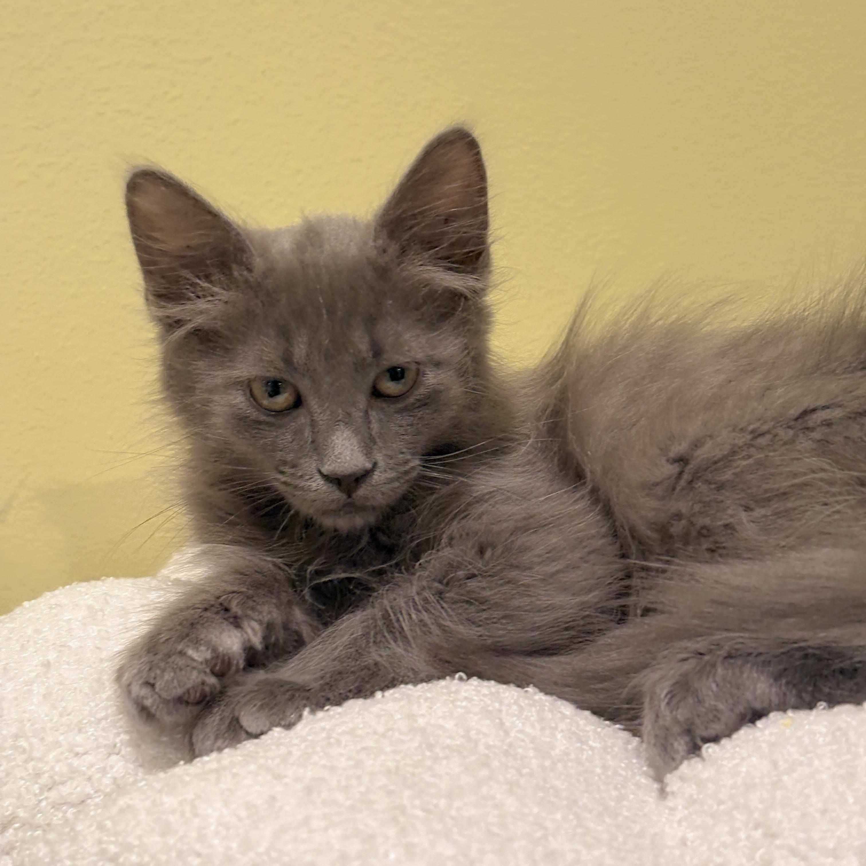 Little Chefs - Gordon Ramsey, an adoptable mixed breed in Santa Clara, CA image 2/6