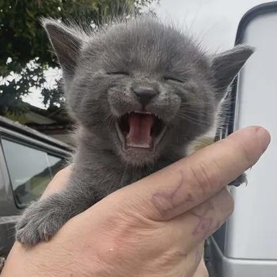 Little Chefs - Gordon Ramsey, adoptable, Kitten Male Domestic Medium Hair.