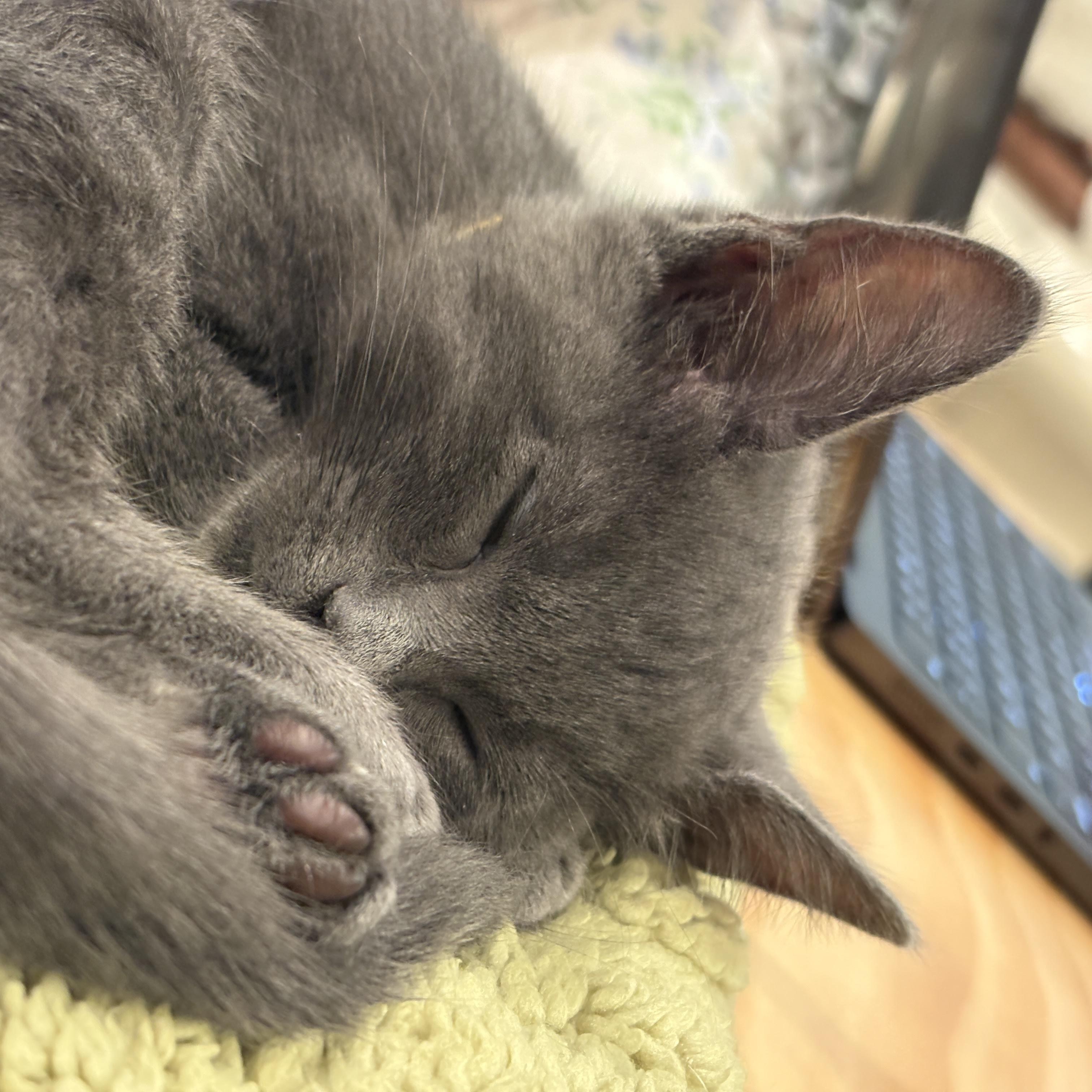 Little Chefs - Gordon Ramsey, adoptable, Kitten Male Domestic Medium Hair.