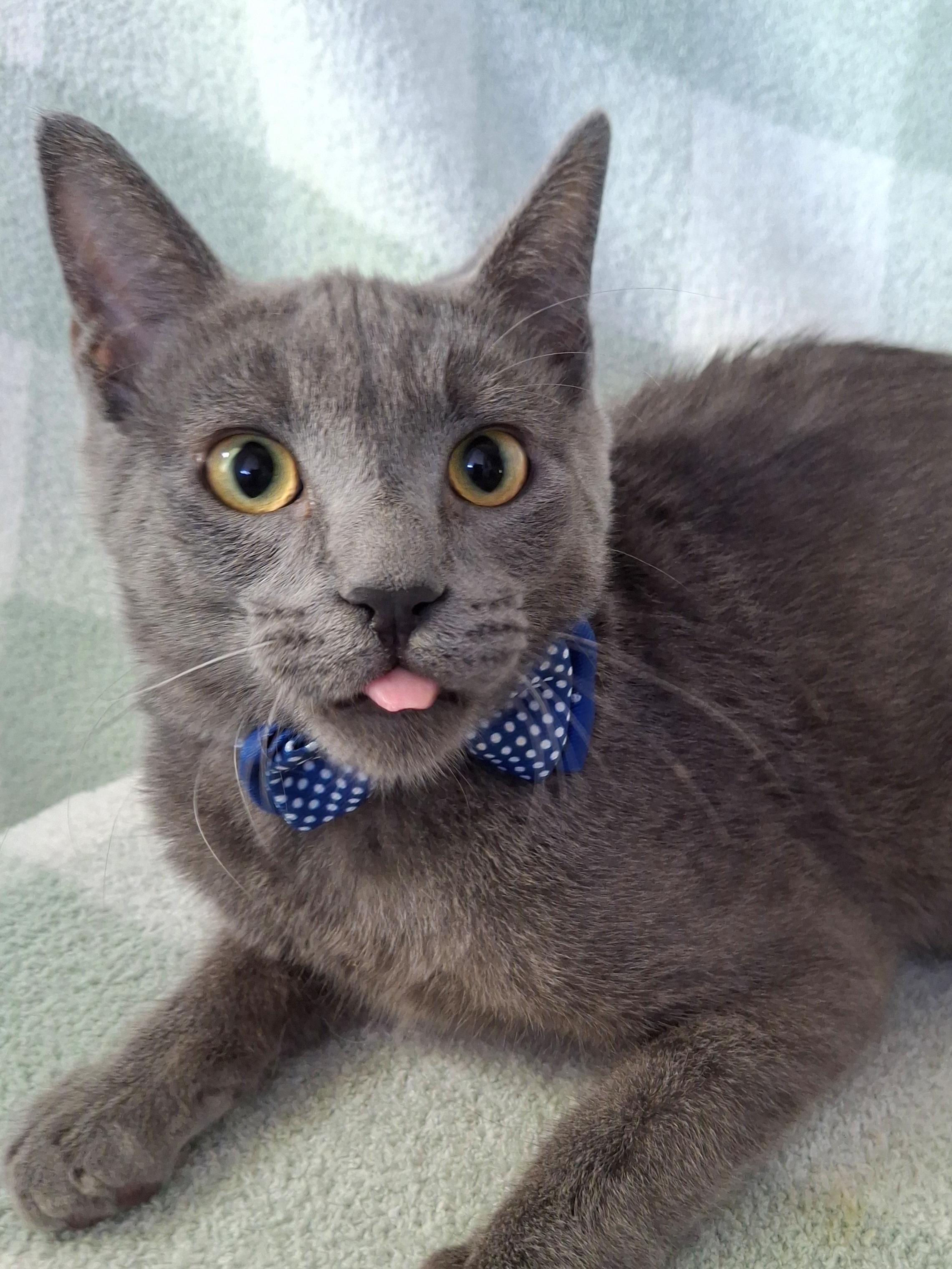 Enlarge BLAZE, a Adoptable mixed breed in Fullerton, CA image 2/4