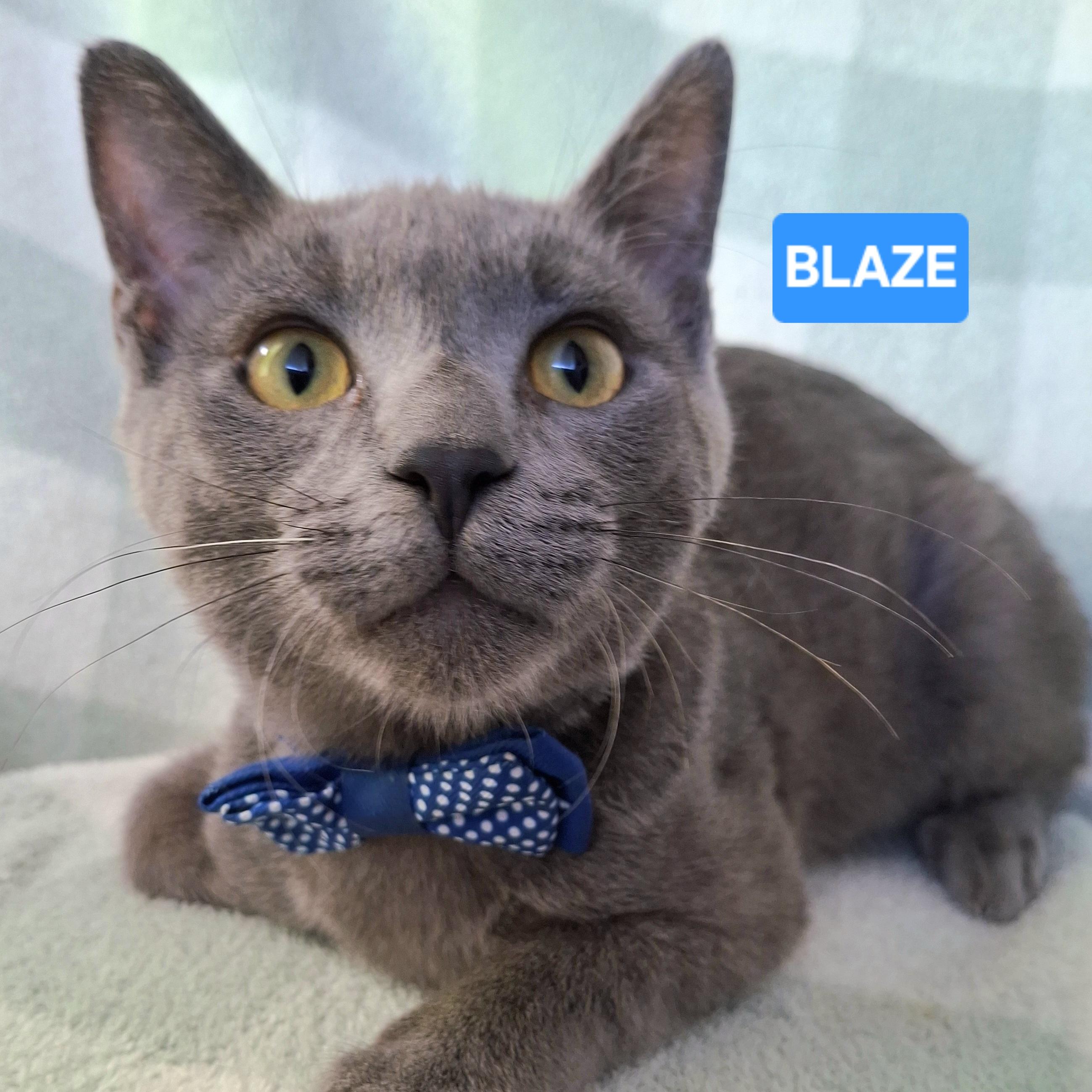 BLAZE, Adoptable, Kitten Male Russian Blue & Domestic Short Hair.