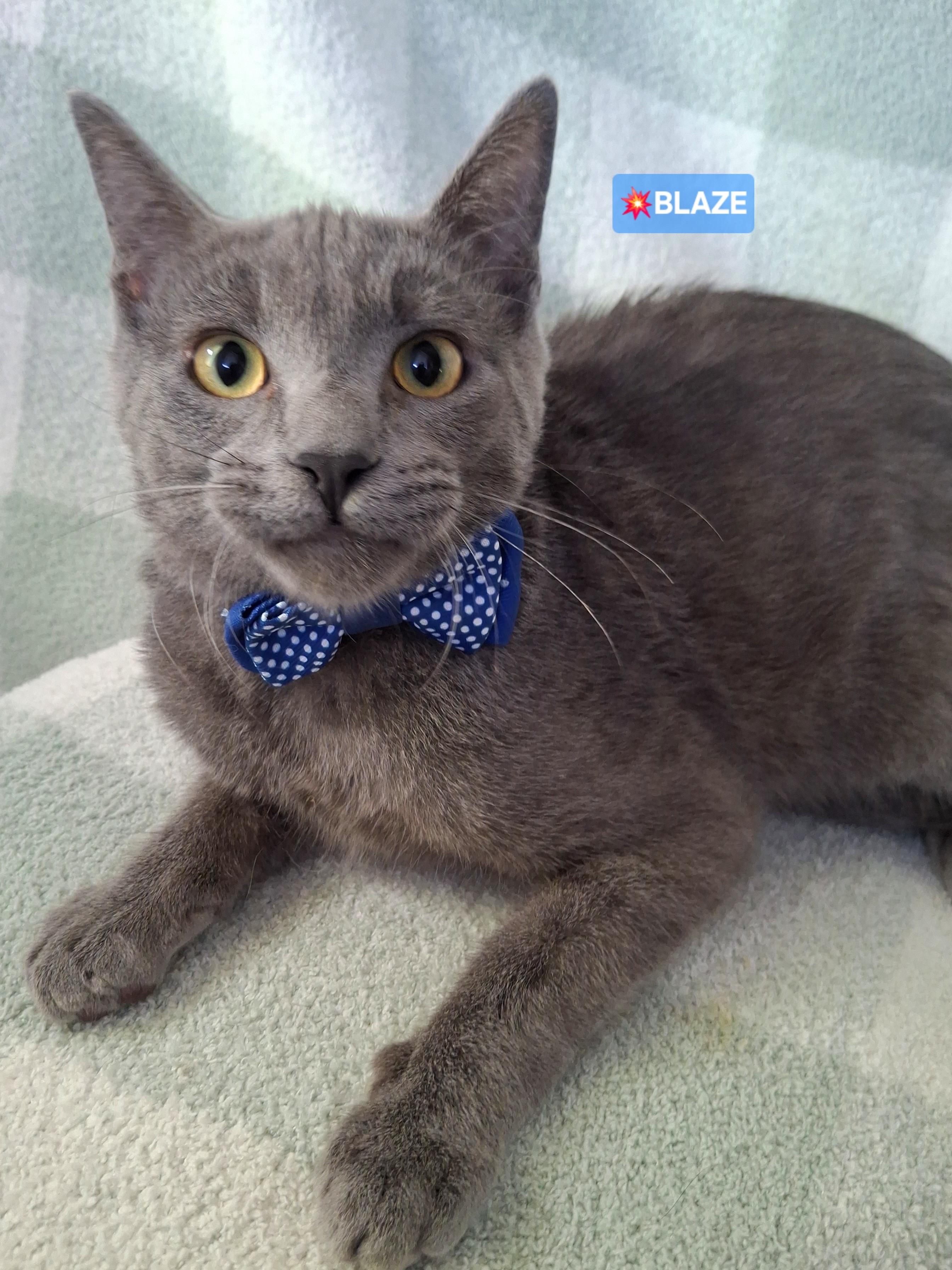 Enlarge BLAZE, a Adoptable mixed breed in Fullerton, CA image 4/4