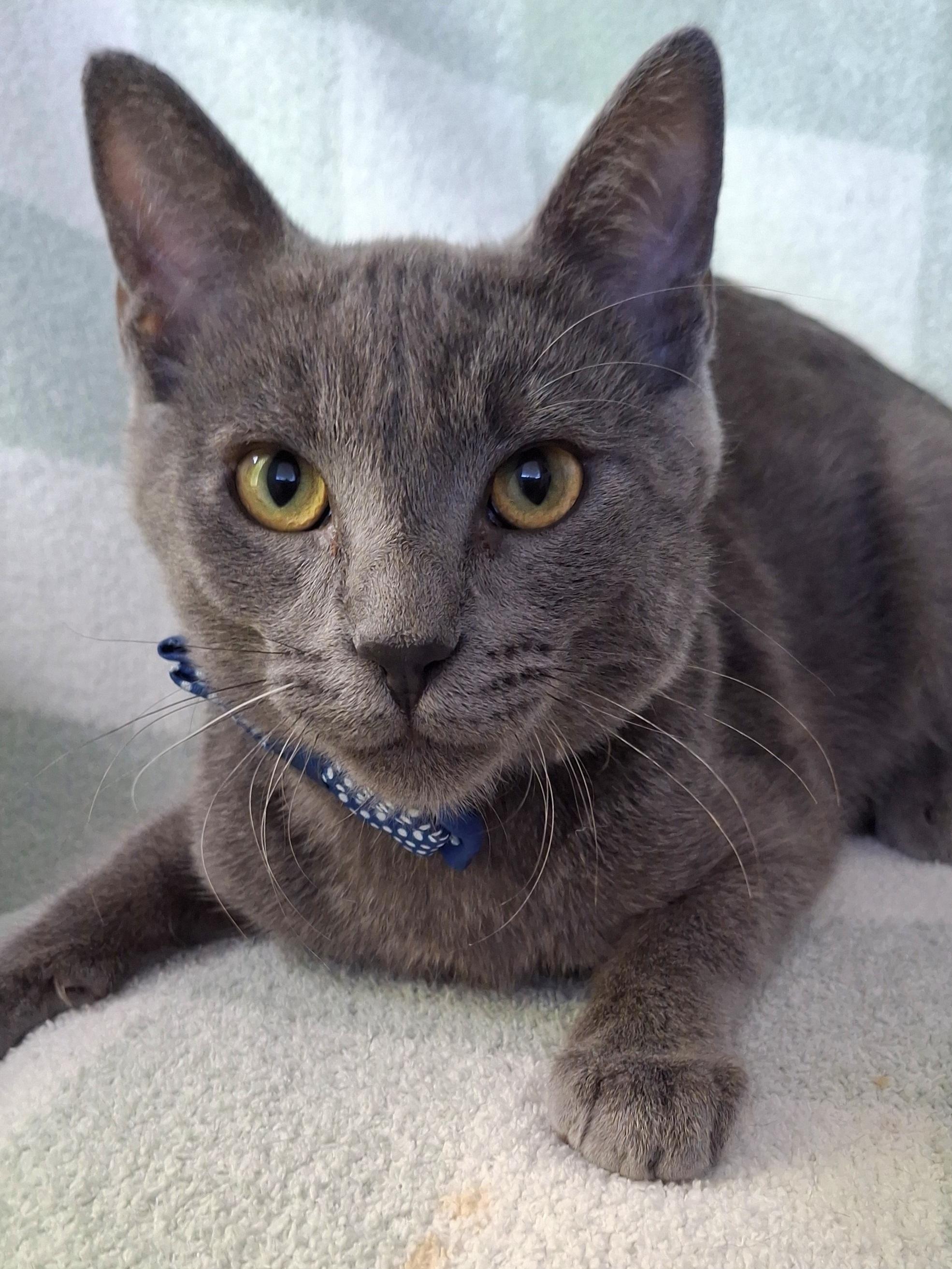 Enlarge BLAZE, a Adoptable mixed breed in Fullerton, CA image 3/4