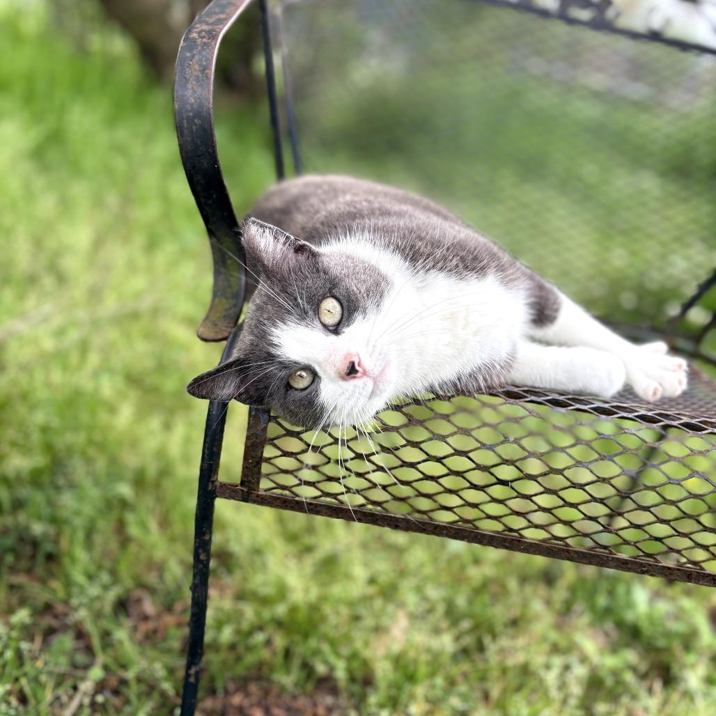 June Bug, Adoptable, Adult Female Domestic Short Hair.