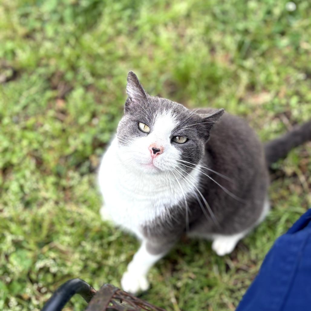 Enlarge June Bug, a Adoptable Domestic Short Hair in Tylertown, MS image 2/4