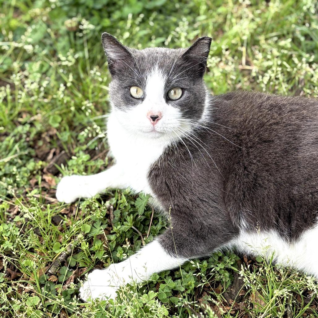 Enlarge June Bug, a Adoptable Domestic Short Hair in Tylertown, MS image 3/4