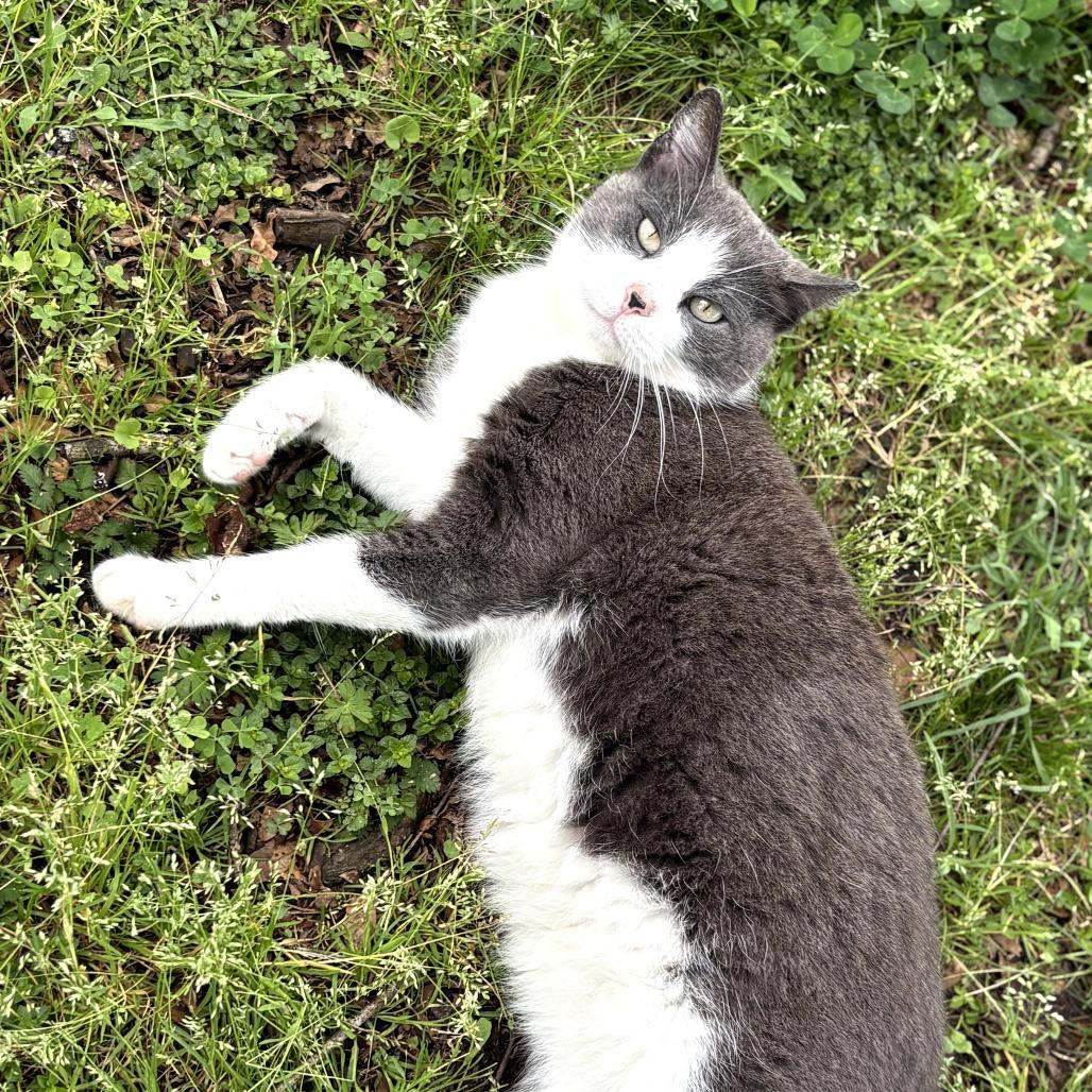 Enlarge June Bug, a Adoptable Domestic Short Hair in Tylertown, MS image 4/4