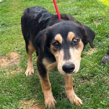 Enlarge Copper, an adopted mixed breed in Alma, MI image 1/1