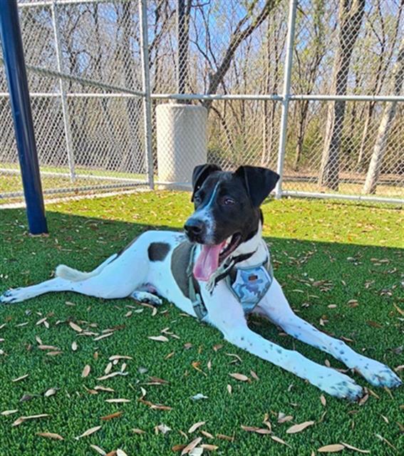 Enlarge OSCAR, a Adoptable mixed breed in Baytown, TX image 1/1