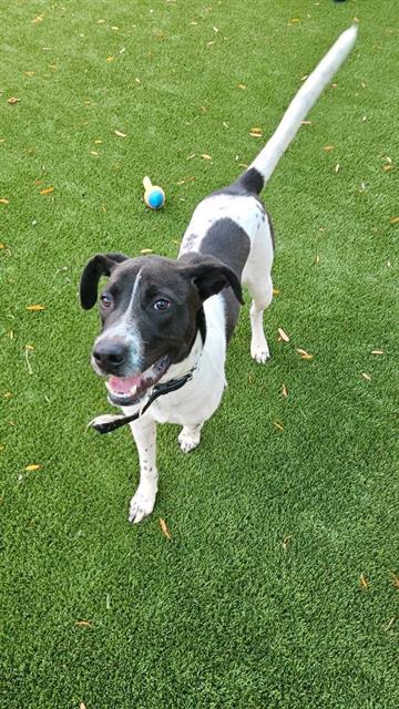 OSCAR, Adoptable, Young Male Labrador Retriever & Mixed Breed.