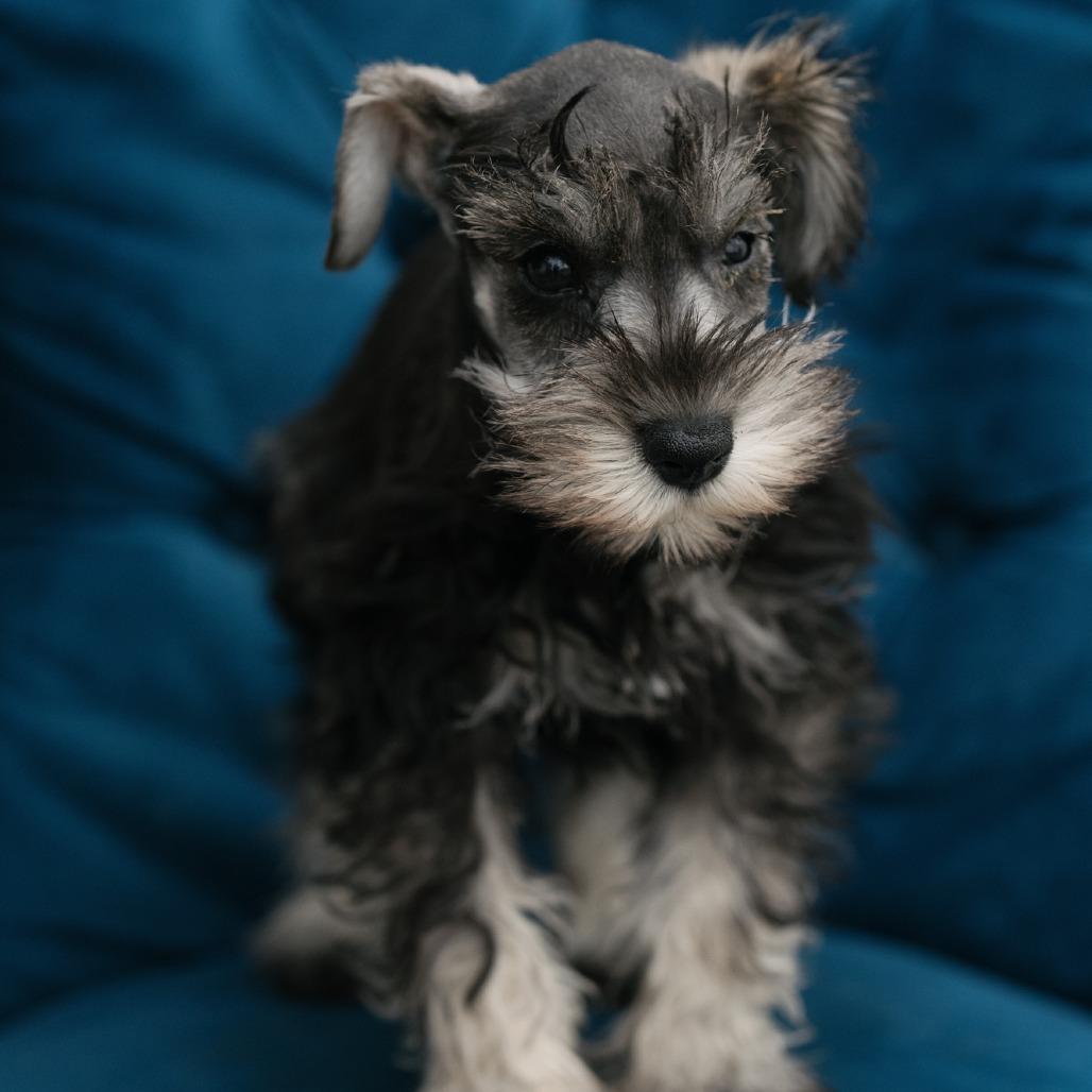 Enlarge Eli, an adopted Miniature Schnauzer in Zionsville, IN image 1/1
