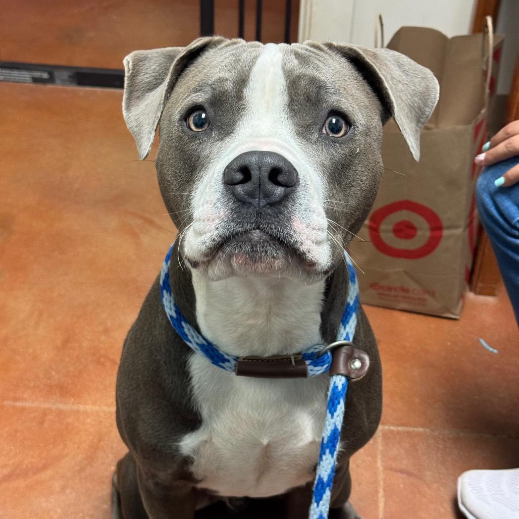 Enlarge Arthur, a Adoptable Pit Bull Terrier in Santa Barbara, CA image 1/6