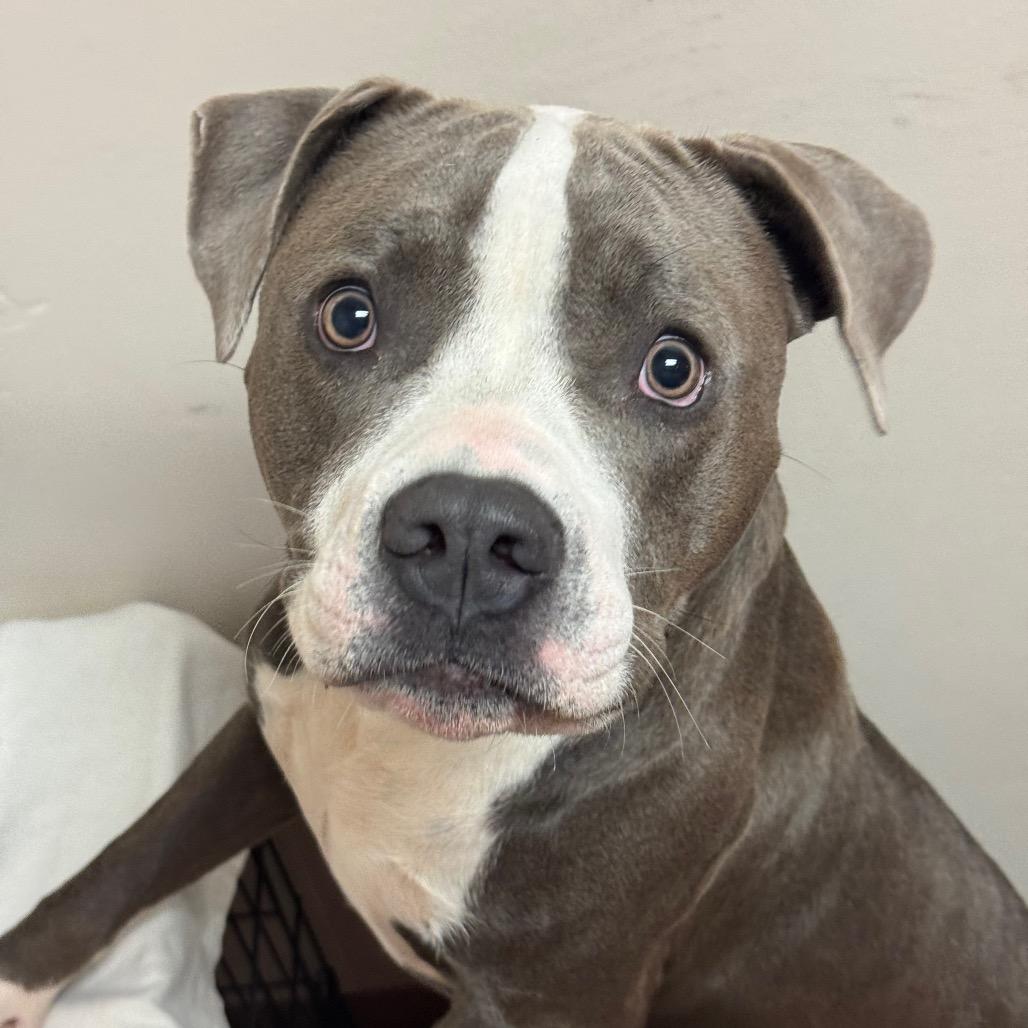 Enlarge Arthur, a Adoptable Pit Bull Terrier in Santa Barbara, CA image 2/6