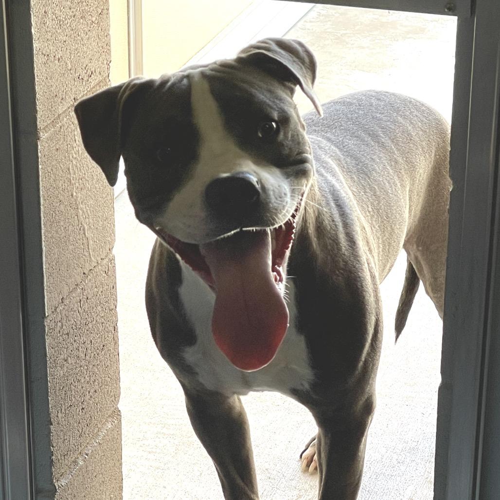 Enlarge Arthur, a Adoptable Pit Bull Terrier in Santa Barbara, CA image 3/6