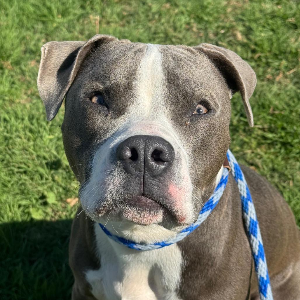 Enlarge Arthur, a Adoptable Pit Bull Terrier in Santa Barbara, CA image 4/6