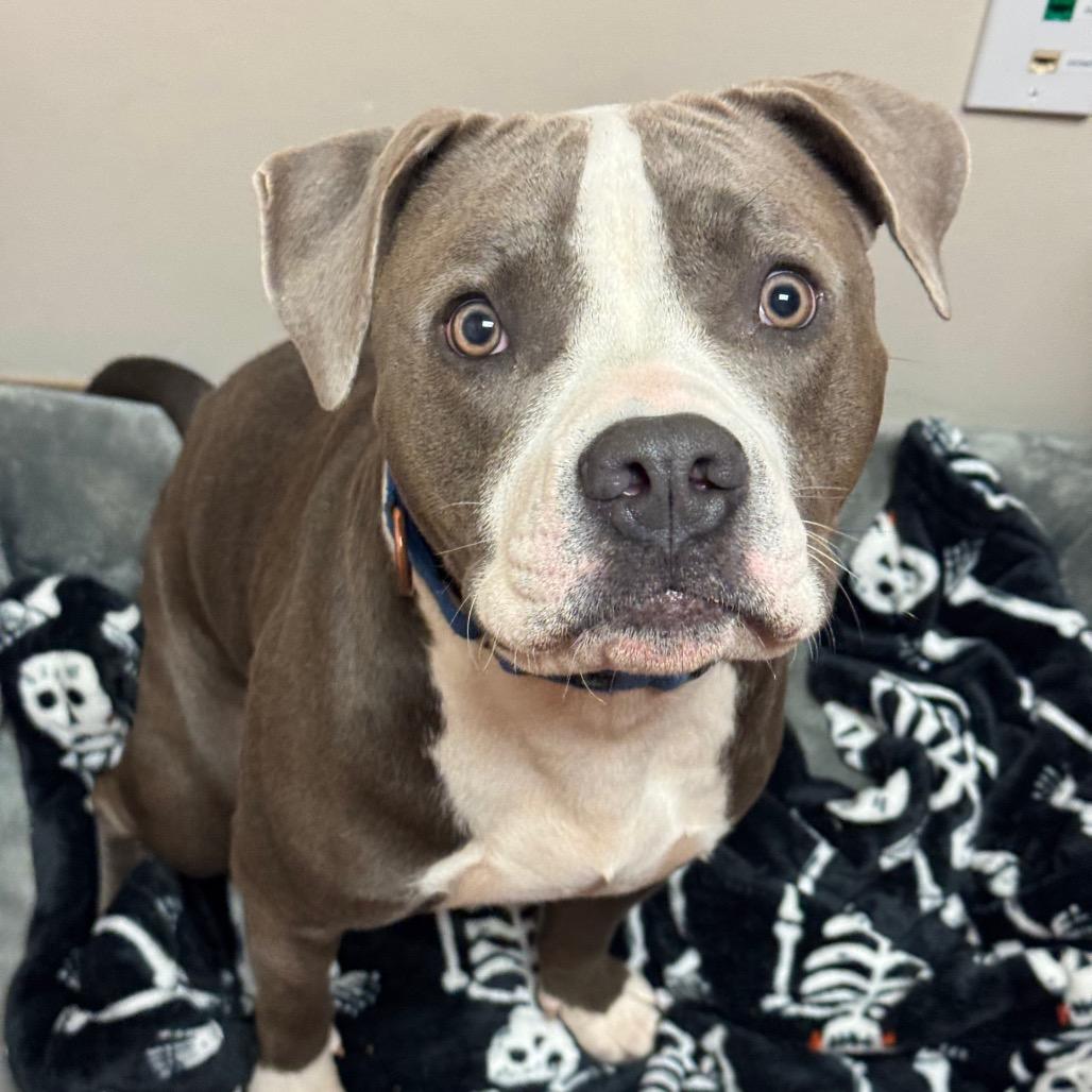 Enlarge Arthur, a Adoptable Pit Bull Terrier in Santa Barbara, CA image 5/6