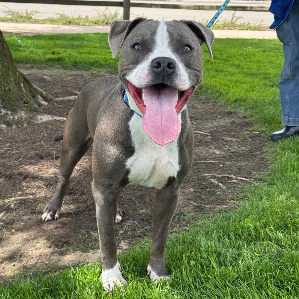 Enlarge Arthur, a Adoptable Pit Bull Terrier in Santa Barbara, CA image 6/6