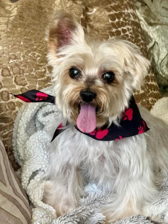 Enlarge PIERRE, a Adoptable Yorkshire Terrier in Burbank, CA image 1/1
