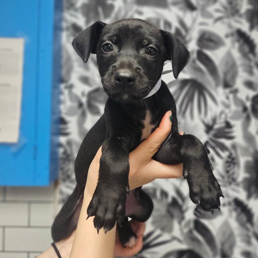 Enlarge Nala (Soot), a Adoptable Terrier in Wahiawa, HI image 1/1