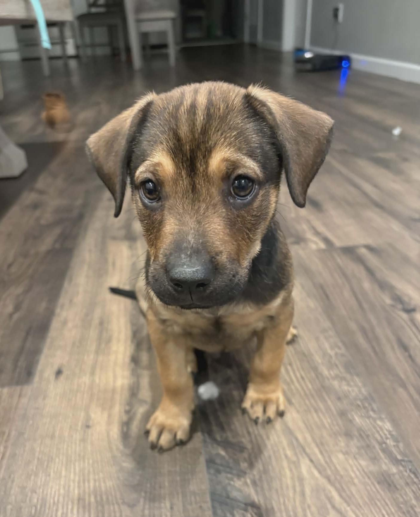Enlarge Toad, an adopted mixed breed in Dubuque, IA image 2/2
