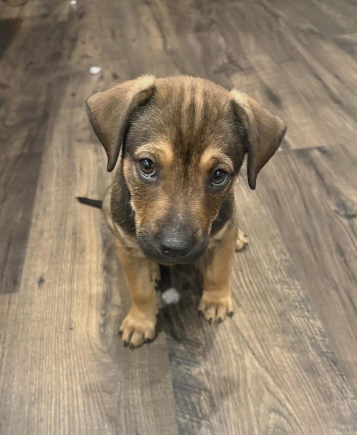 Toad, adopted, Puppy Male Catahoula Leopard Dog & Black Labrador Retriever.