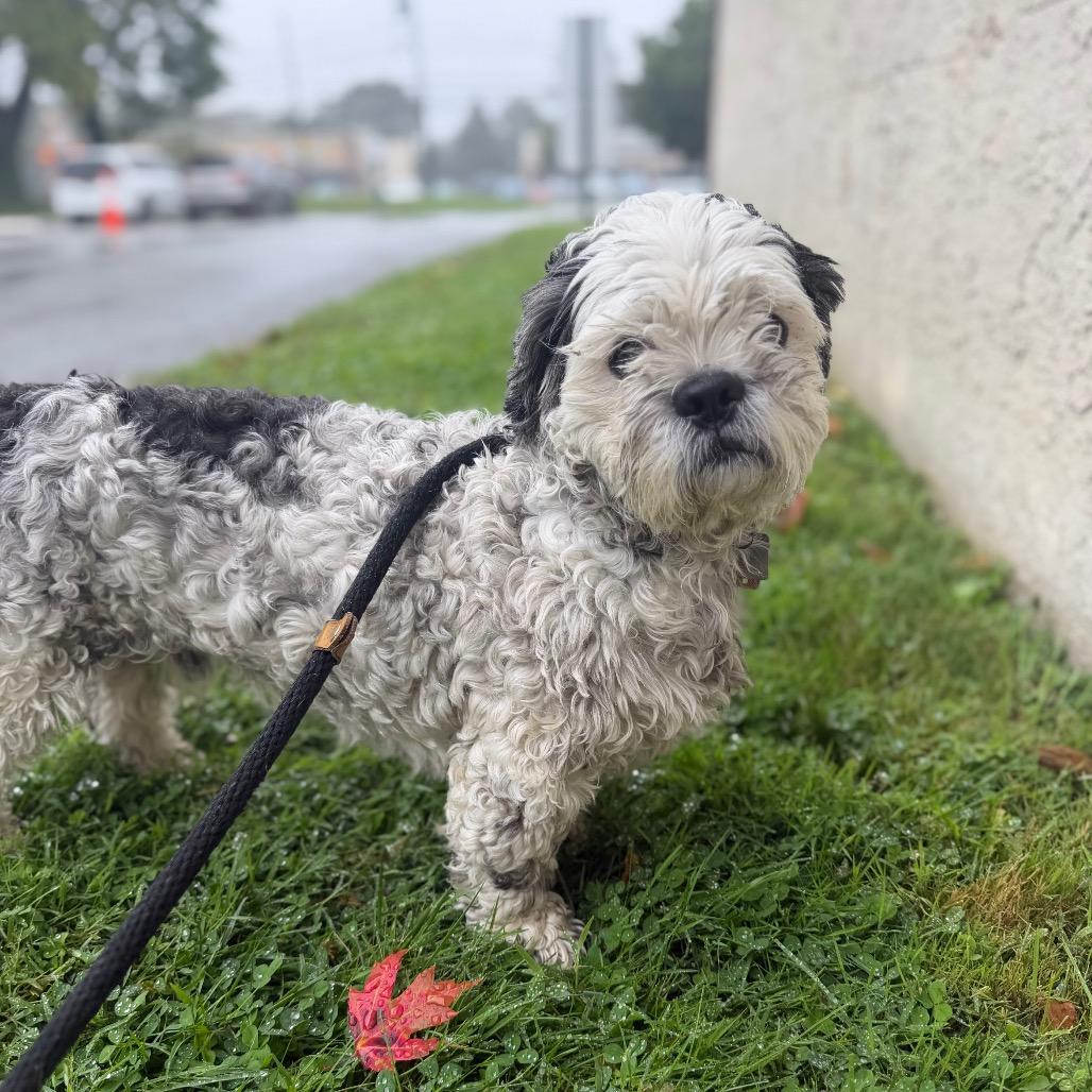 Enlarge "Wasabi", a Adoptable mixed breed in Perkiomenville, PA image 4/4