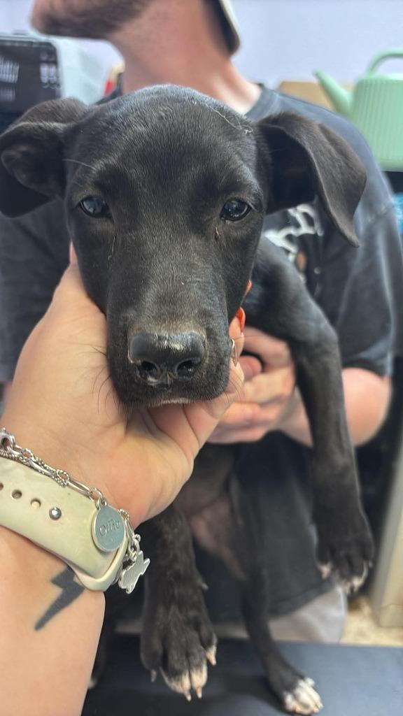 Porcini, Adoptable, Puppy Female Labrador Retriever.